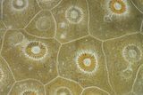 Polished Fossil Coral (Actinocyathus) - Morocco #136296-1